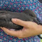 pétrel noir de bourbon, oiseau endémique de La Réunion
