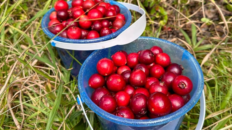 Saison des goyaviers à La Réunion : tout savoir sur les cueillettes !