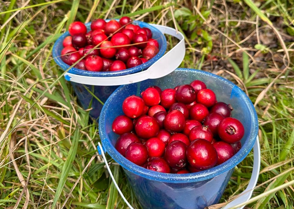 Saison des goyaviers à La Réunion : tout savoir sur les cueillettes !